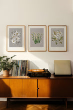 Load image into Gallery viewer, Pressed flower art, Botanical print, herbarium specimen dried flower art, pressed botanical art 8.5&quot; x 11&quot;  SNOWDROPS