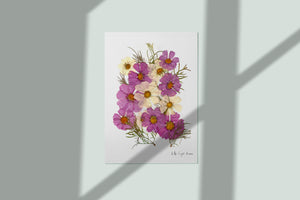Pressed flower art, Botanical print, herbarium specimen dried flower art, pressed botanical art 8.5" x 11" PINK COSMOS