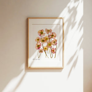 Pressed flower art, Botanical print, herbarium specimen dried flower art, pressed botanical art 8.5" x 11" POPPIES