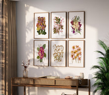 Load image into Gallery viewer, Pressed flower art, Botanical print, herbarium specimen dried flower art, pressed botanical art 8.5&quot; x 11&quot; PINK COSMOS