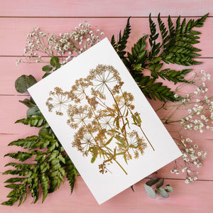 Queen Anne’s lace - Pressed flower collection card