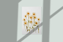 Load image into Gallery viewer, Pressed flower art, Botanical print, herbarium specimen dried flower art, pressed botanical art 8.5&quot; x 11&quot; DAISY