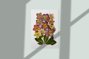 Pressed flower art, Botanical print, herbarium specimen dried flower art, pressed botanical art 8.5" x 11" WINTER ROSE