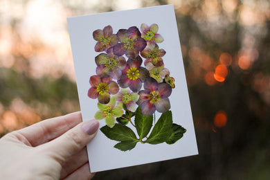 Hellebores Winter Rose- Pressed flower collection card