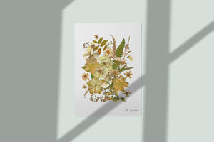 Pressed flower art, Botanical print, herbarium specimen dried flower art, pressed botanical art 8.5" x 11"