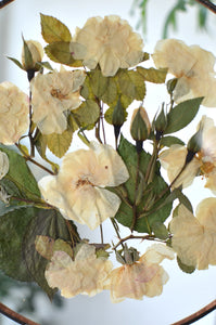 Round pressed flower wall hanging - White Rose