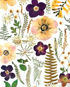 Pressed flower large botanical print - 16" x 20"  Nature's Mosaic - Fern Anemone