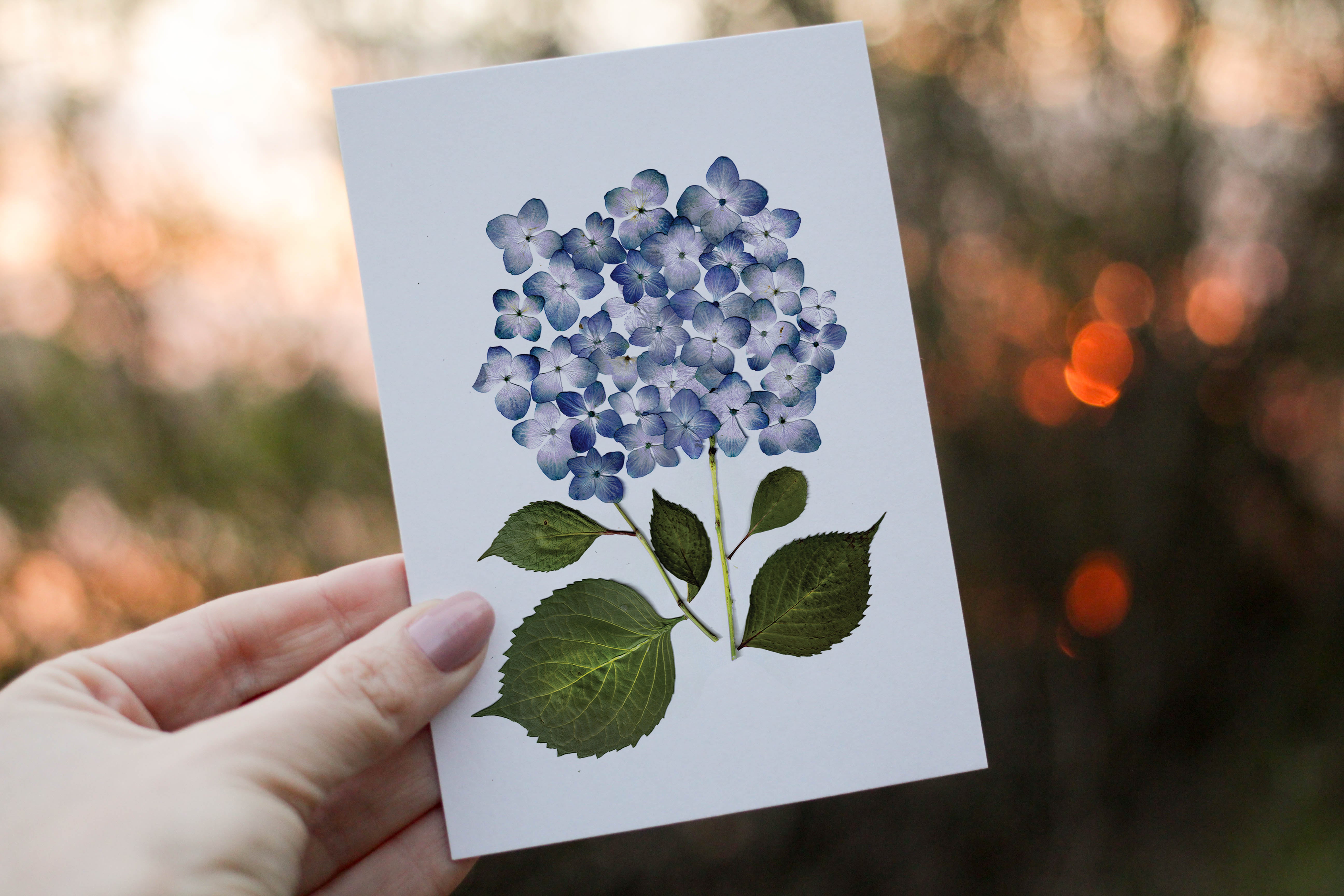 Blue Hydrangea - Pressed flower collection greeting card – Eight