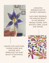 Load image into Gallery viewer, Botanical print, Pressed flowers herbarium specimen dried flower art, pressed botanical art 8.5" x 11" UNFRAMED PRINT Pink Clematis