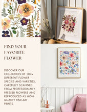 Load image into Gallery viewer, Botanical print, Pressed flowers herbarium specimen dried flower art, pressed botanical art 8.5" x 11" UNFRAMED PRINT Pink Clematis