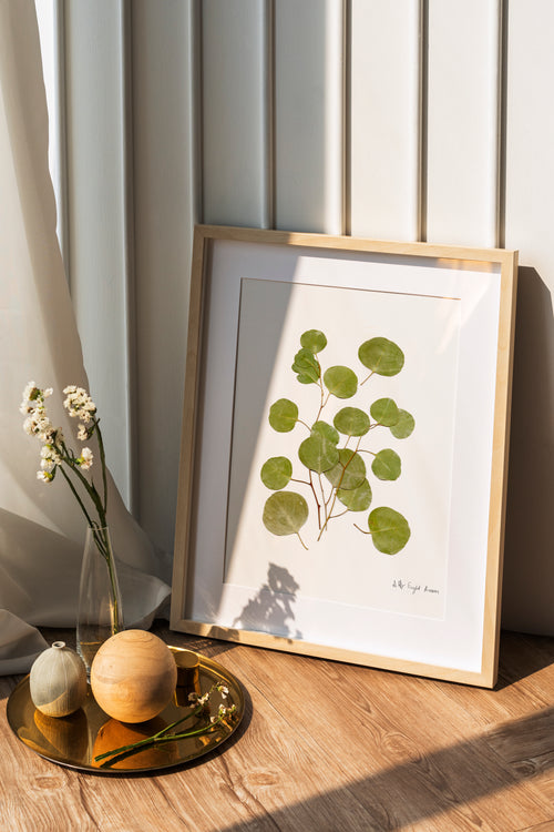 Pressed flower art, Botanical print, herbarium specimen dried flower art, Eucalyptus