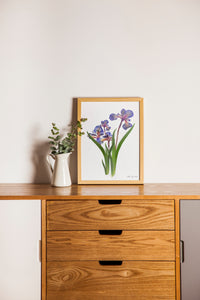 Botanical print, Pressed flowers herbarium specimen dried flower art, pressed botanical art 8.5" x 11" UNFRAMED PRINT Blue Iris