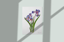 Load image into Gallery viewer, Botanical print, Pressed flowers herbarium specimen dried flower art, pressed botanical art 8.5&quot; x 11&quot; UNFRAMED PRINT Blue Iris