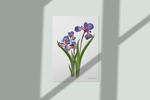 Botanical print, Pressed flowers herbarium specimen dried flower art, pressed botanical art 8.5" x 11" UNFRAMED PRINT Blue Iris