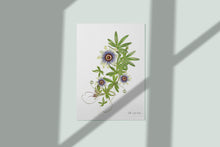 Load image into Gallery viewer, Pressed flower art, Botanical print, herbarium specimen dried flower art, pressed botanical art 8.5&quot; x 11&quot;, Passion Vine Flowers