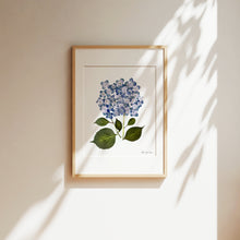 Load image into Gallery viewer, Botanical print, Pressed flowers herbarium specimen dried flower art, pressed botanical art 8.5&quot; x 11&quot; UNFRAMED PRINT/ HYDRANGEAS