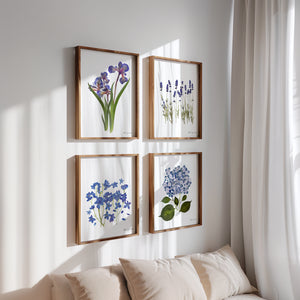 Botanical print, Pressed flowers herbarium specimen dried flower art, pressed botanical art 8.5" x 11" UNFRAMED PRINT/ HYDRANGEAS