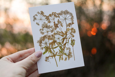 Queen Anne’s lace - Pressed flower collection card
