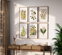 Load image into Gallery viewer, Pressed flower art, Botanical print, herbarium specimen dried flower art, pressed botanical art 8.5&quot; x 11&quot;  Lilly of the Valley