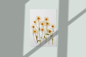 Pressed flower art, Botanical print, herbarium specimen dried flower art, pressed botanical art 8.5" x 11" DAISY
