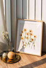 Load image into Gallery viewer, Pressed flower art, Botanical print, herbarium specimen dried flower art, pressed botanical art 8.5&quot; x 11&quot; DAISY