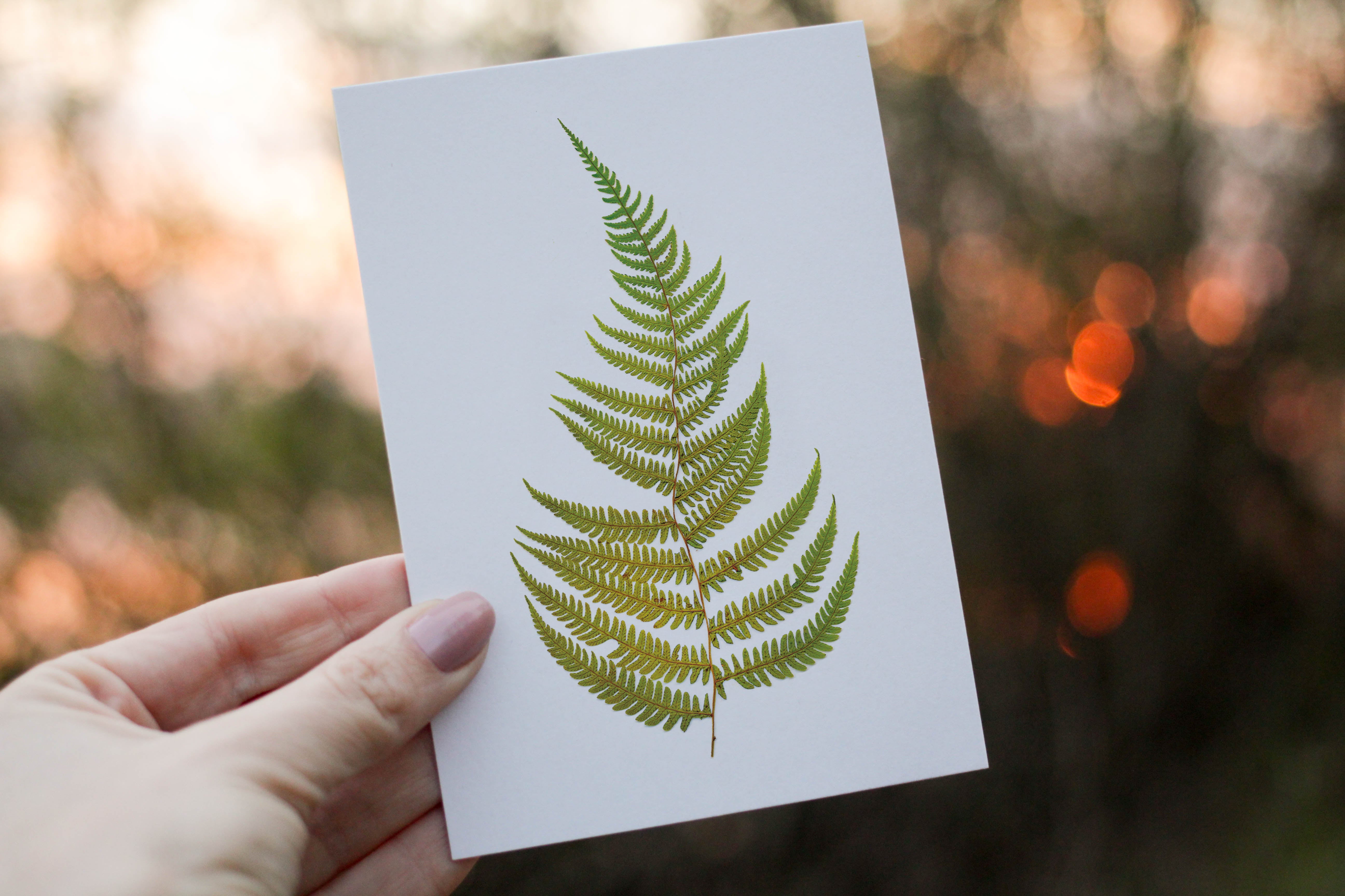 Cinammon Fern - Pressed flower collection greeting card