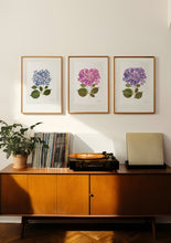 Load image into Gallery viewer, Botanical print, Pressed flowers herbarium specimen dried flower art, pressed botanical art 8.5&quot; x 11&quot; UNFRAMED PRINT/ HYDRANGEAS