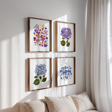 Load image into Gallery viewer, Botanical print, Pressed flowers herbarium specimen dried flower art, pressed botanical art 8.5&quot; x 11&quot; UNFRAMED PRINT/ HYDRANGEAS