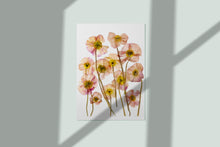Load image into Gallery viewer, Pressed flower art, Botanical print, herbarium specimen dried flower art, pressed botanical art 8.5&quot; x 11&quot; POPPIES