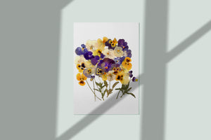 Pressed flower art, Botanical print, herbarium specimen dried flower art, pressed botanical art 8.5" x 11", Viola Pansy UNFRAMED PRINT