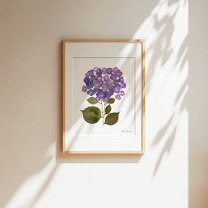 Botanical print, Pressed flowers herbarium specimen dried flower art, pressed botanical art 8.5" x 11" UNFRAMED PRINT/ HYDRANGEAS