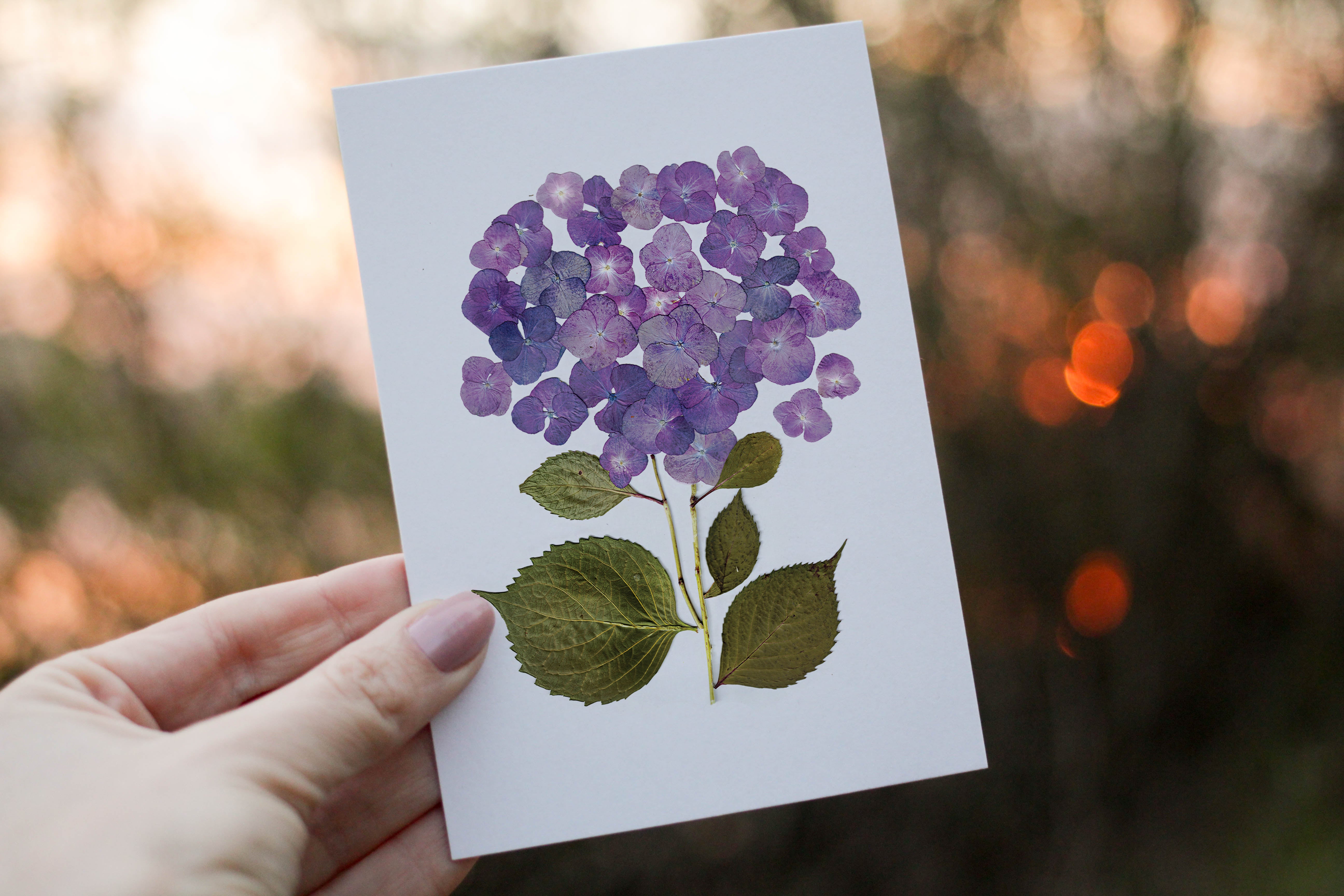 Purple Hydrangea- Pressed flower collection greeting card – Eight