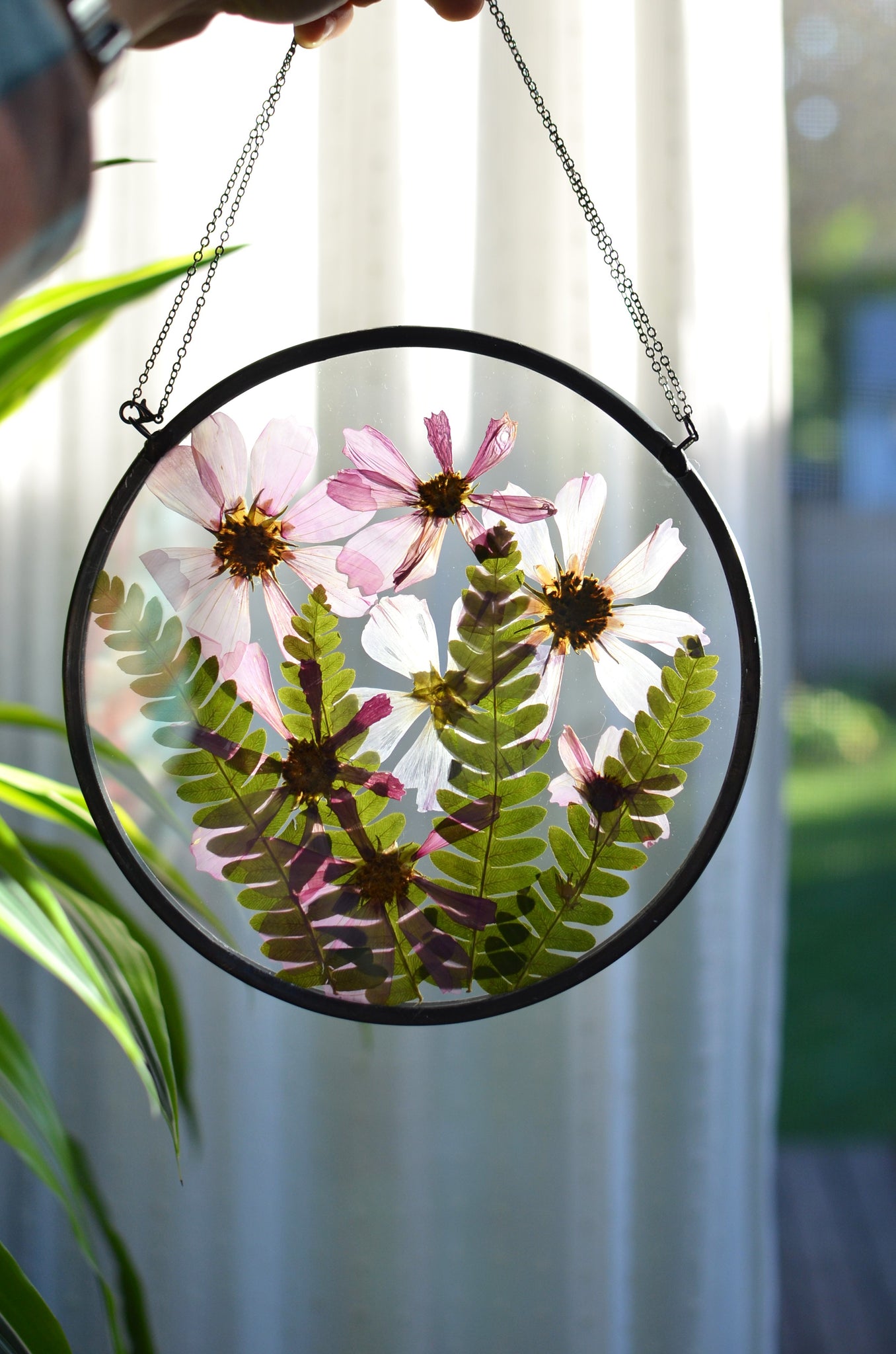 gallery wall with hanging plants Round pressed flower wall hanging