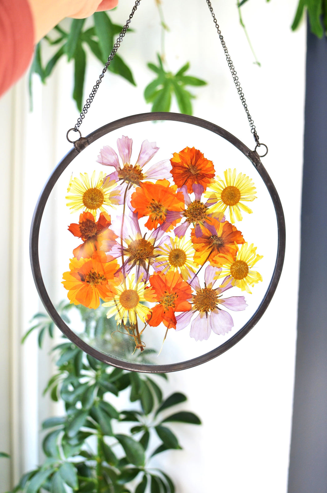 Round pressed flower wall hanging - Coreopsis