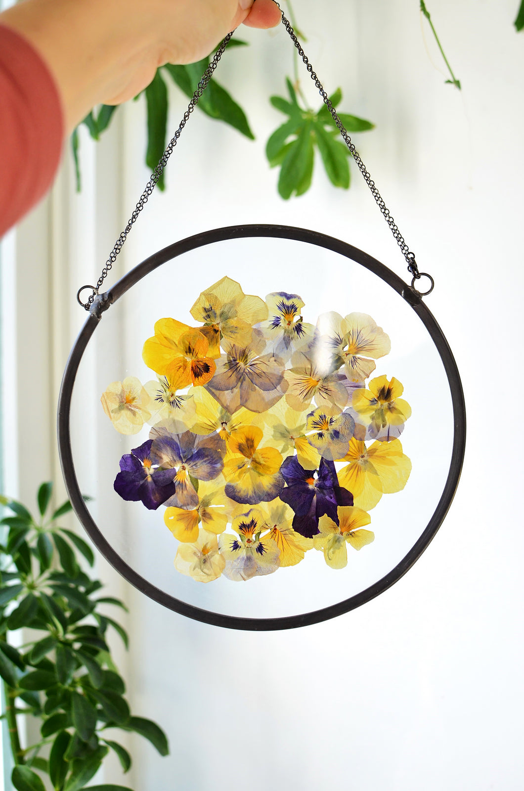 Round pressed flower wall hanging - Viola Pansy