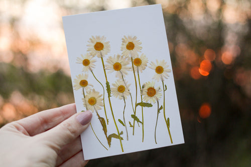 Shasta Daisy - Pressed flower collection greeting card