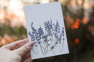 Blue Sage Salvia - Pressed flower collection card