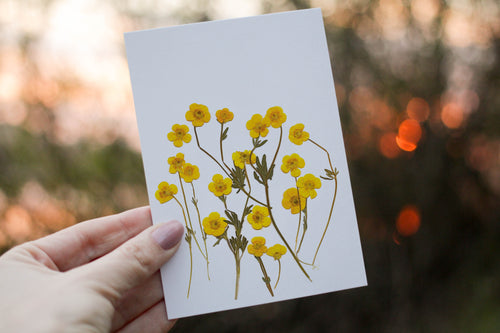 Wild Buttercup - Pressed flower collection greeting card