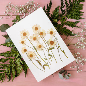 (Wholesale) Copy of Shasta Daisy - Pressed flower collection card